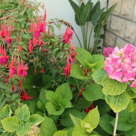 Pensjonat Cervelin Lopud